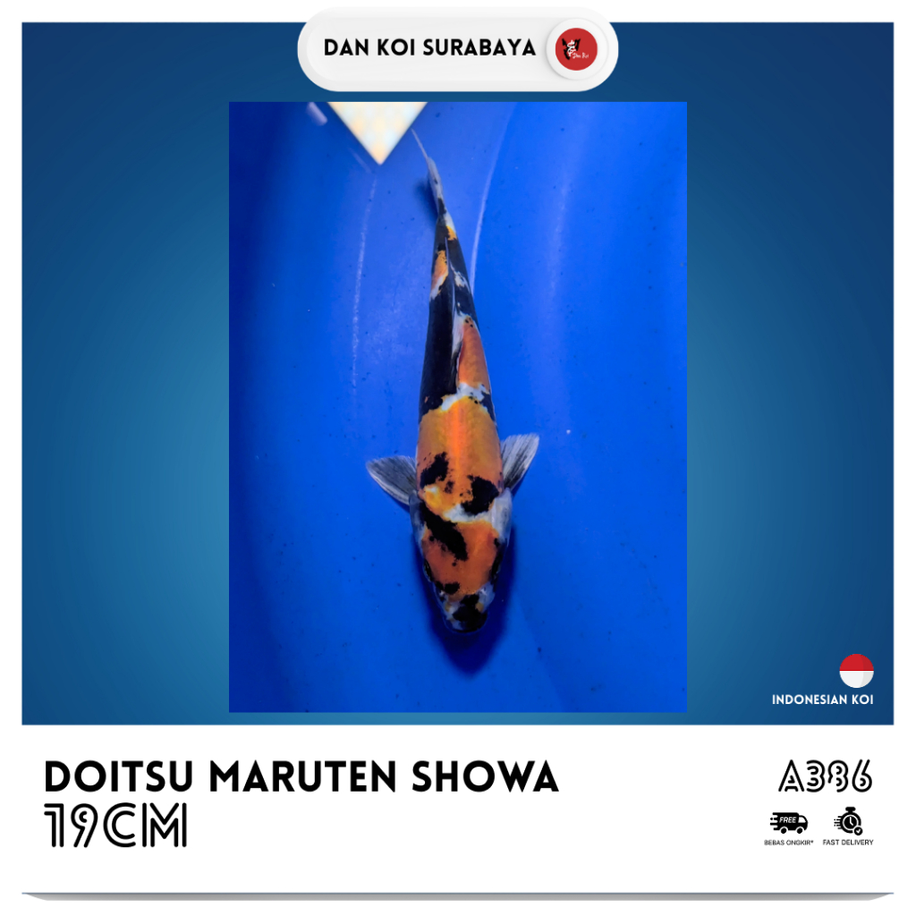 Ikan Koi Doitsu Maruten Showa Kode A386