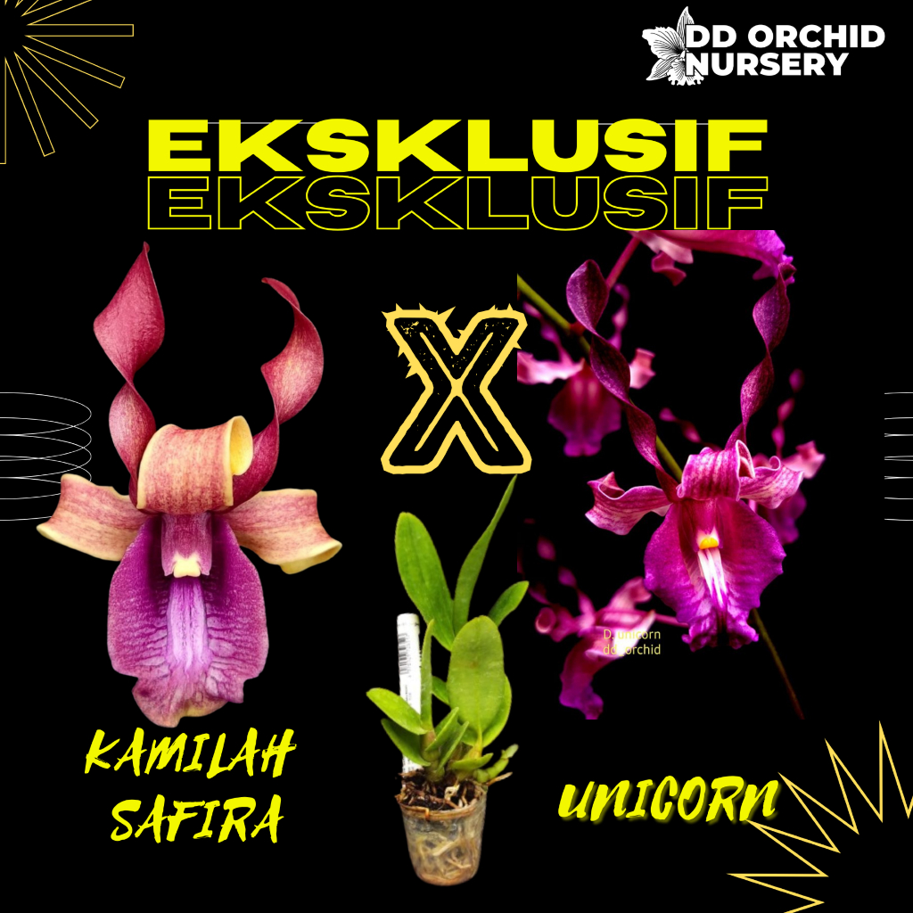 DD Orchid Seedling Anggrek Dendrobium Kamilah Safira x Den. Unicorn