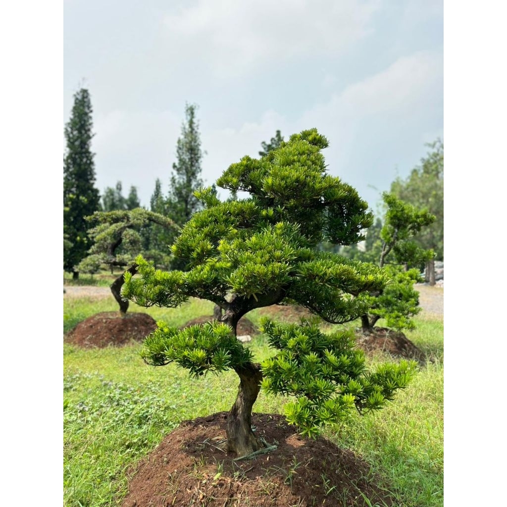 Bonsai Lohansung | Lohansung Bonsai Taiwan | Lohansung Taiwan Original