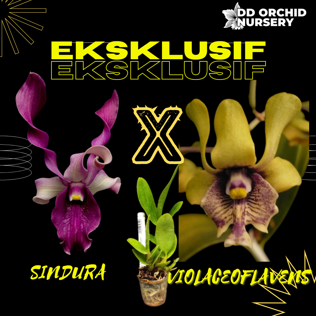 DD Orchid Seedling Anggrek Dendrobium Sindura x Den. vilaceoflavens