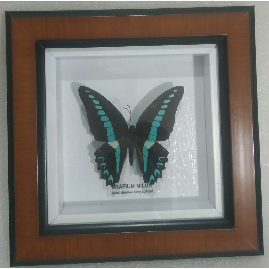 pigura kupu kupu/bingkai/kupu kupu/hobi/awetan/asesoris