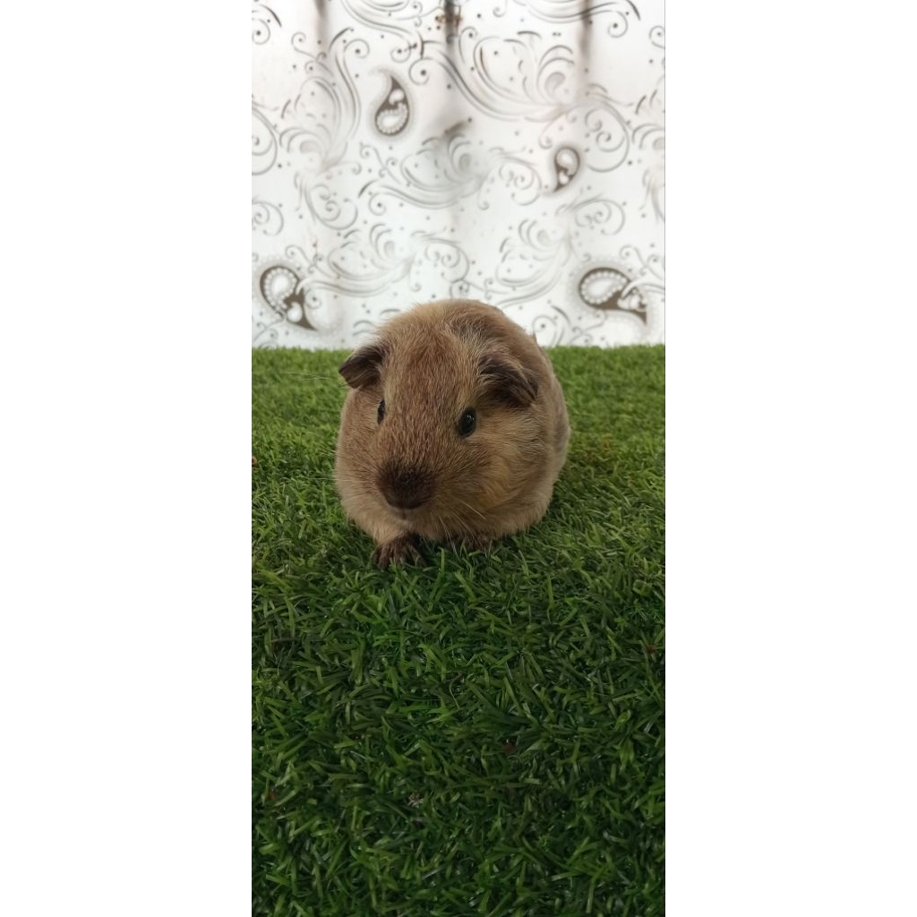 GUINEA PIG CALIFORNIA LEMON