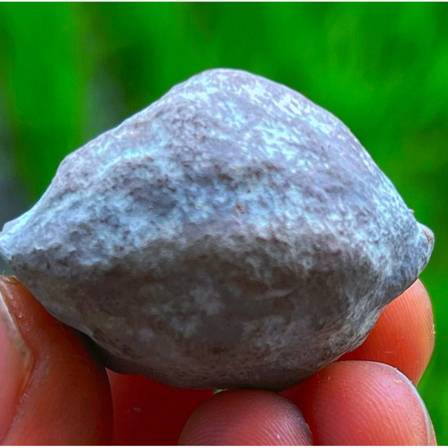 muncang kemiri adu jenis jawa si badot