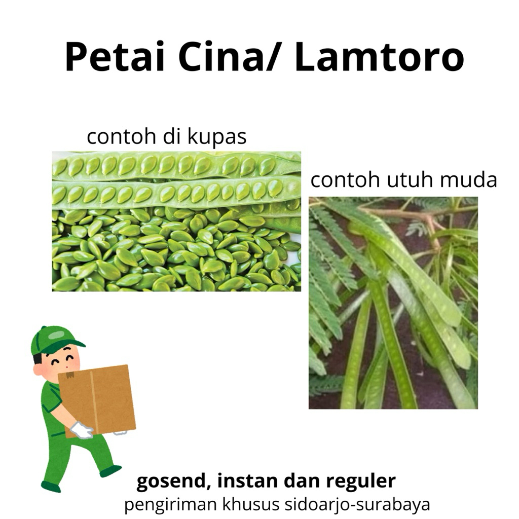 Petai Cina Fresh Lamtoro Fresh Kupas dan Utuh Masih Muda Petik Pohon Sendiri