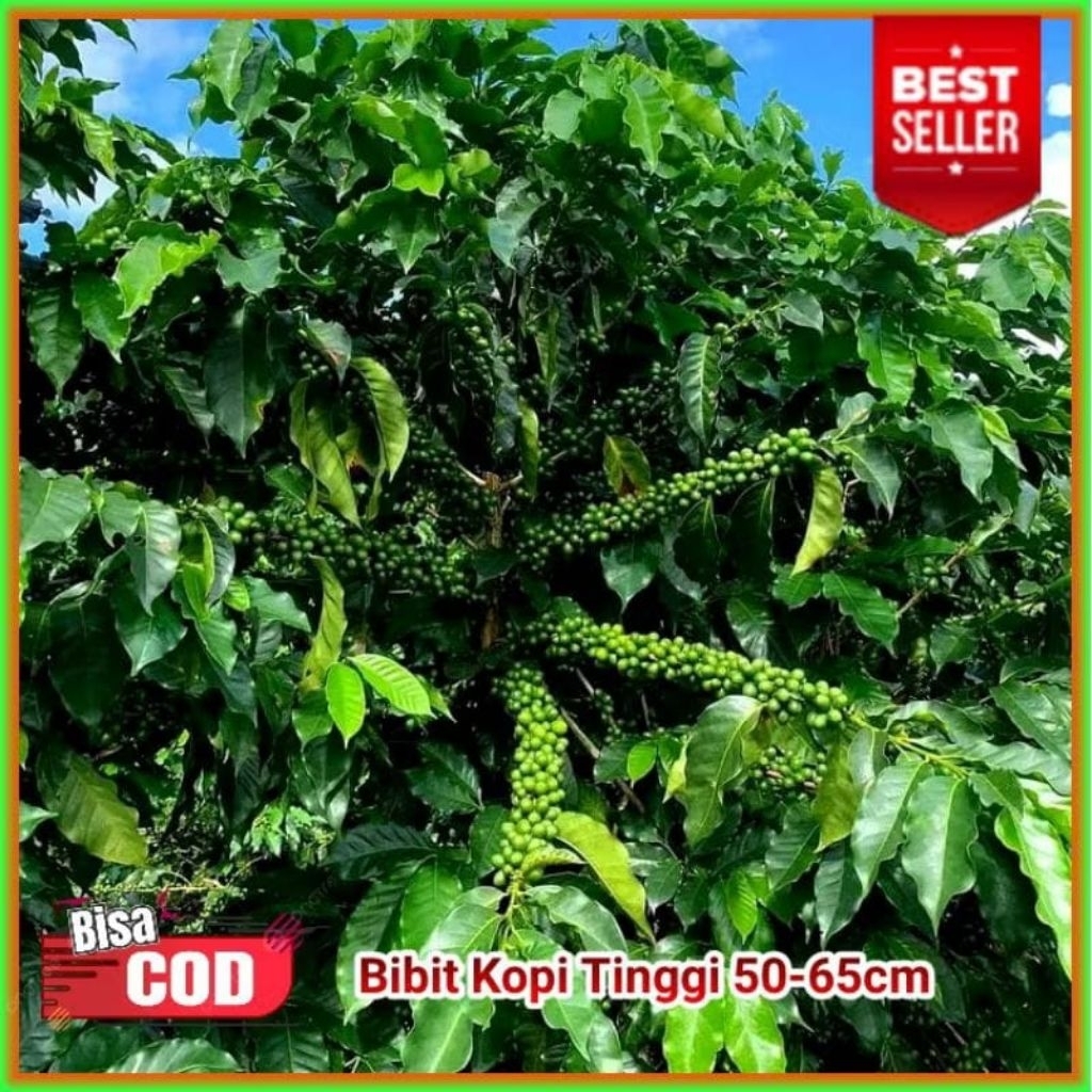 bibit kopi Arabika jenis ateng unggul berkualitas super cabutan polibag kopi Indonesia/1bibit