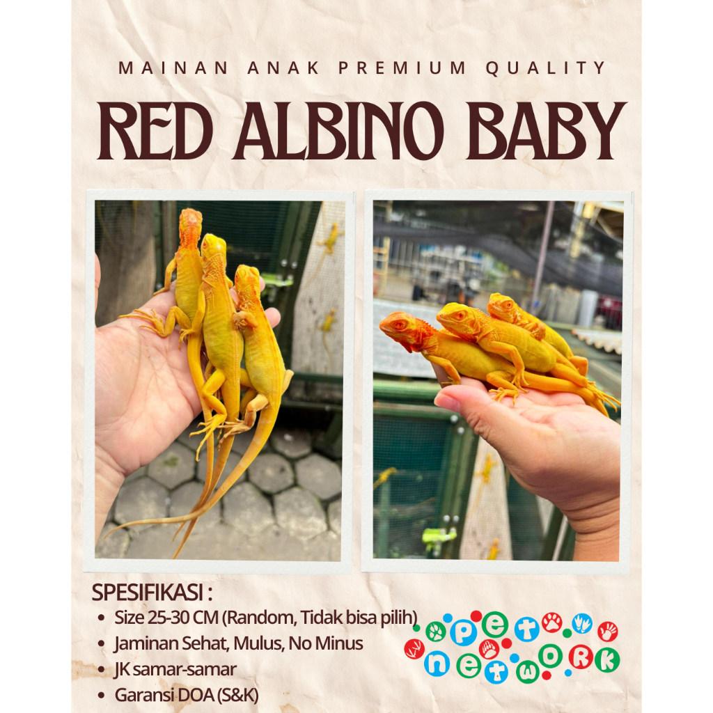 SALE Mainan Anak Baby Red Albino Iguana Premium Quality