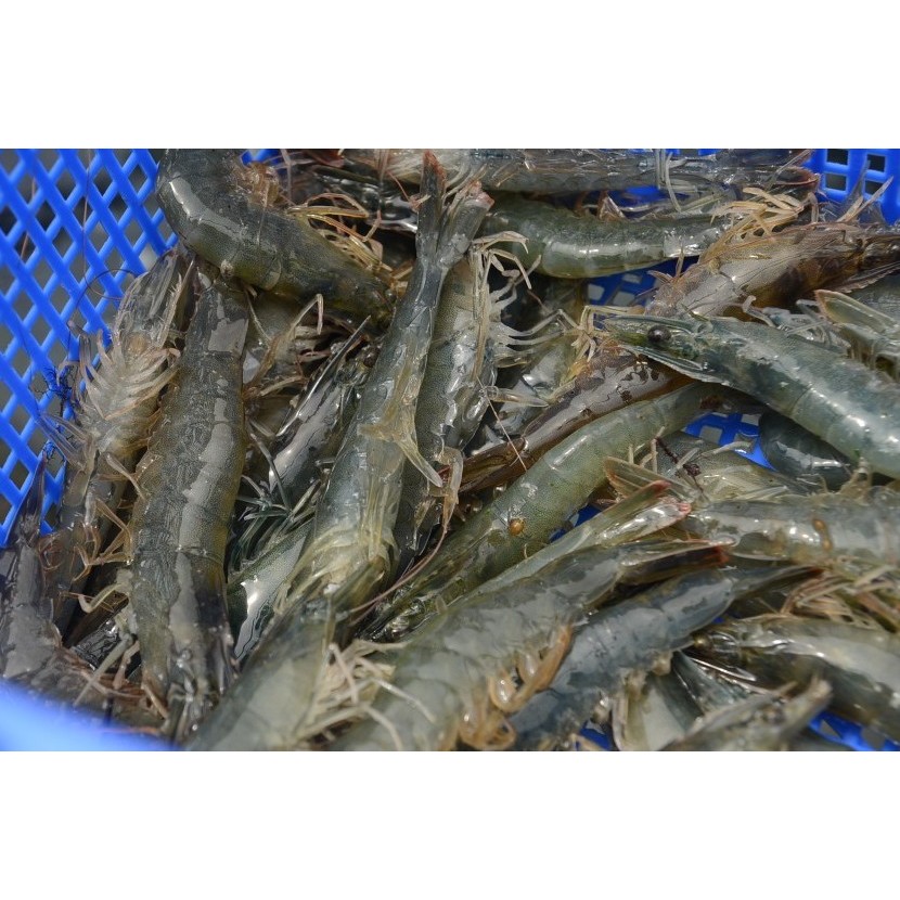 Udang Vaname Live ( Hidup ) Fresh Termurah