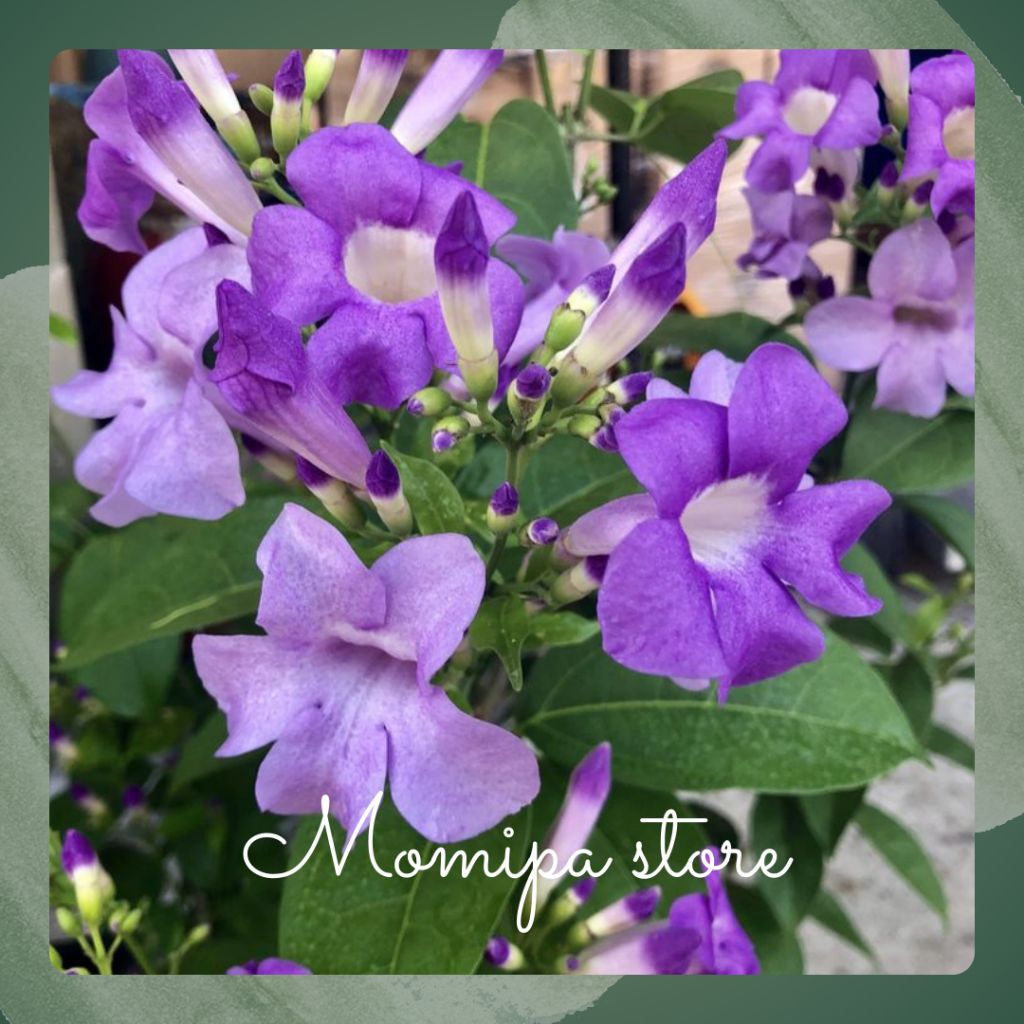 tanaman garlic butter / garlic vine