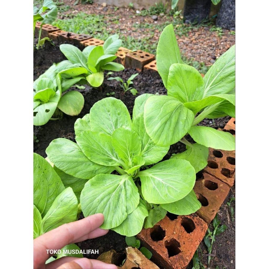 Benih sayur pakcoy - sayur pakcoy - bibit pakcoy