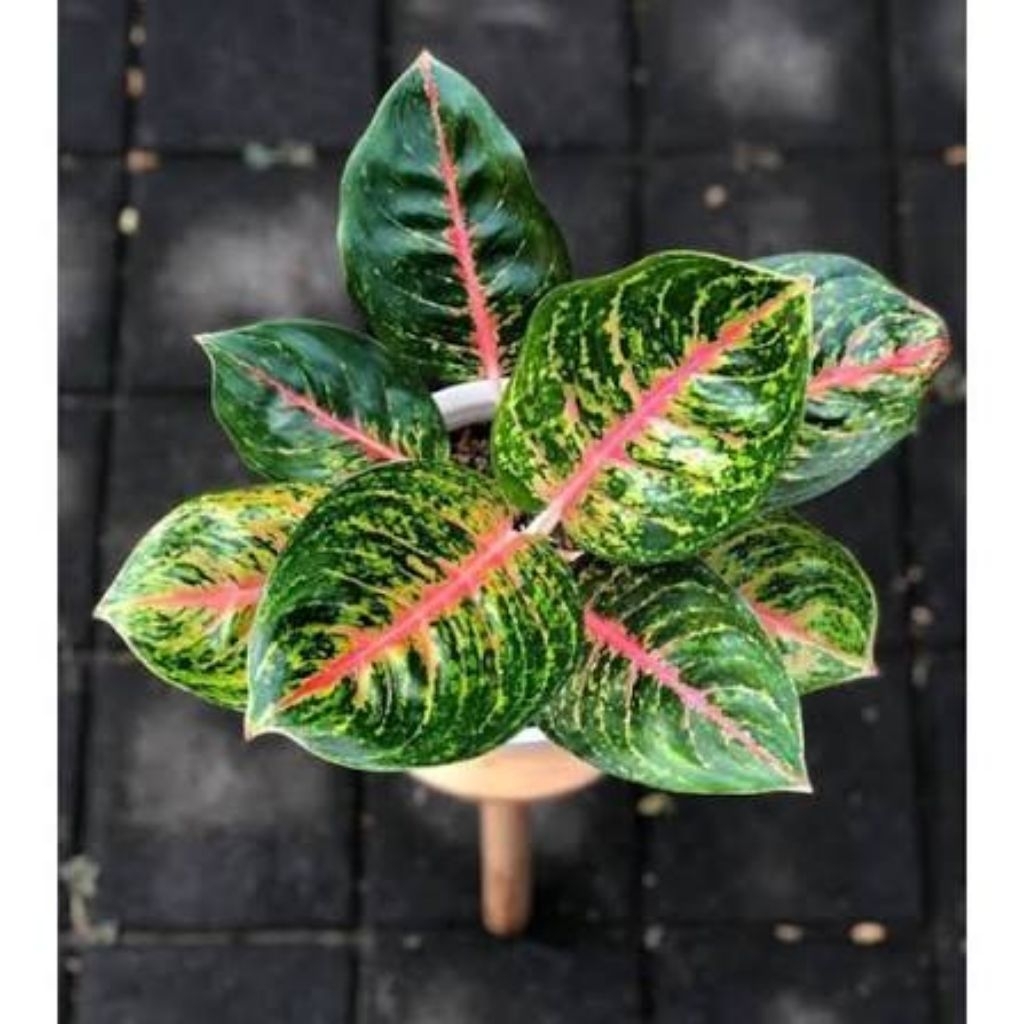 aglonema big papa dewasa