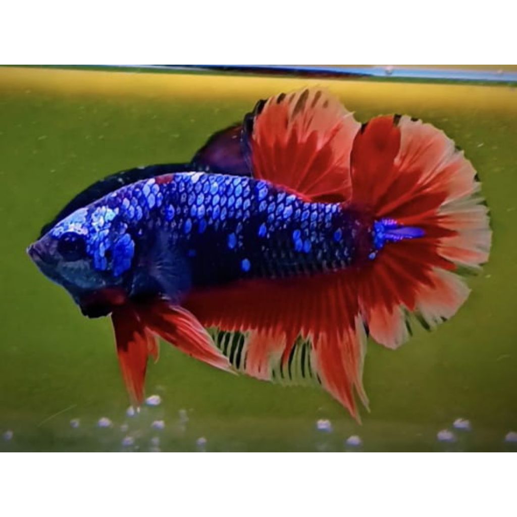 AVATAR NEMO / AVATAR GORDON LIMITED REAL PICT