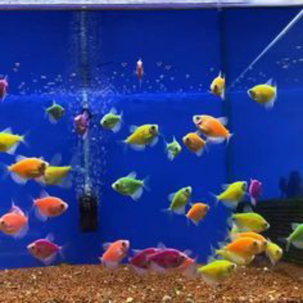 ikan hias air tawar aquarium AQUASCAPE GLOFISH TETRA WARNA WARNI ISI 20 EKOR BONUS PAKAN BERGARANSI