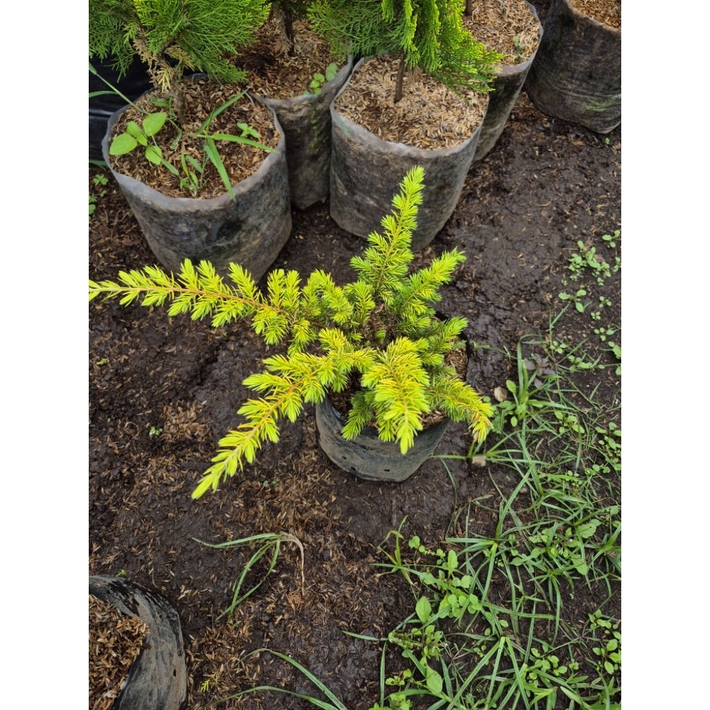 CEMARA BUAYA KUNING SIAP UNTUK DI BENTUK BONSAI