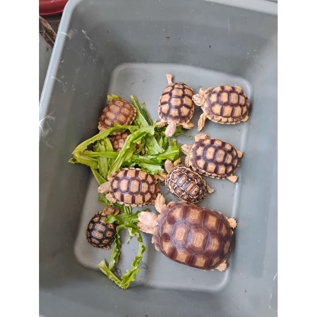 Kura darat Sulcata 9-10 cm. Ternakan lokal grade A. Sehat sortiran. Makan lahap