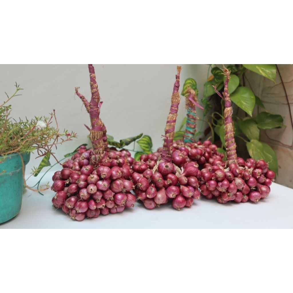 bawang merah super probolinggo