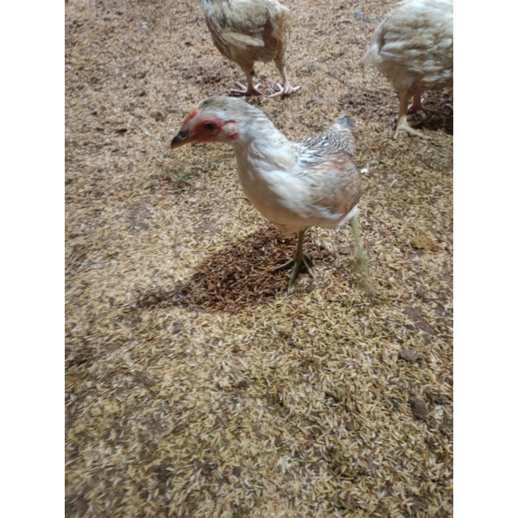 Anakan Ayam Kampung (AK)