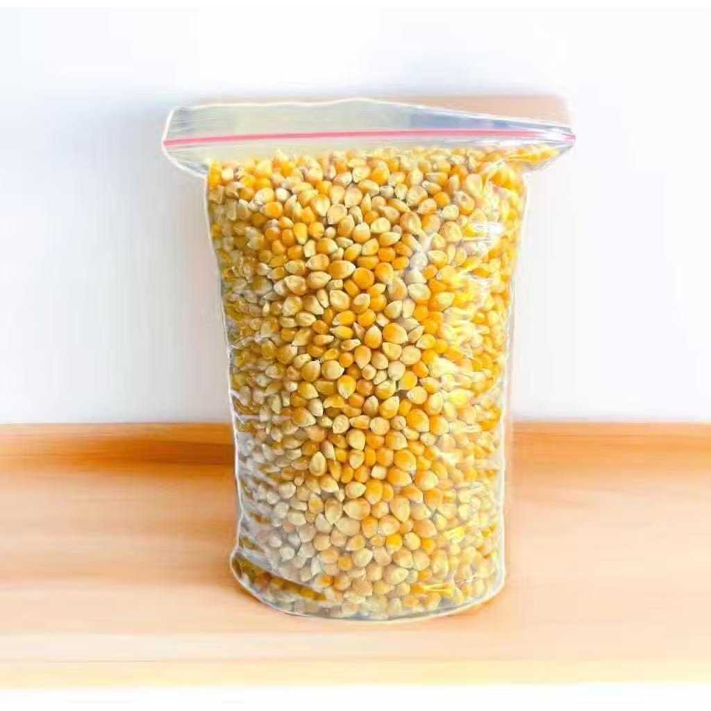 Jagung Popcorn Super 1Kg Mentah / Jagung Popcorn Mentah Kiloan
