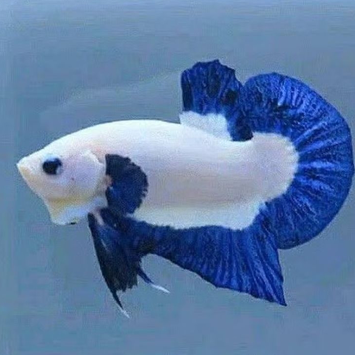 plakat blue rim top grade