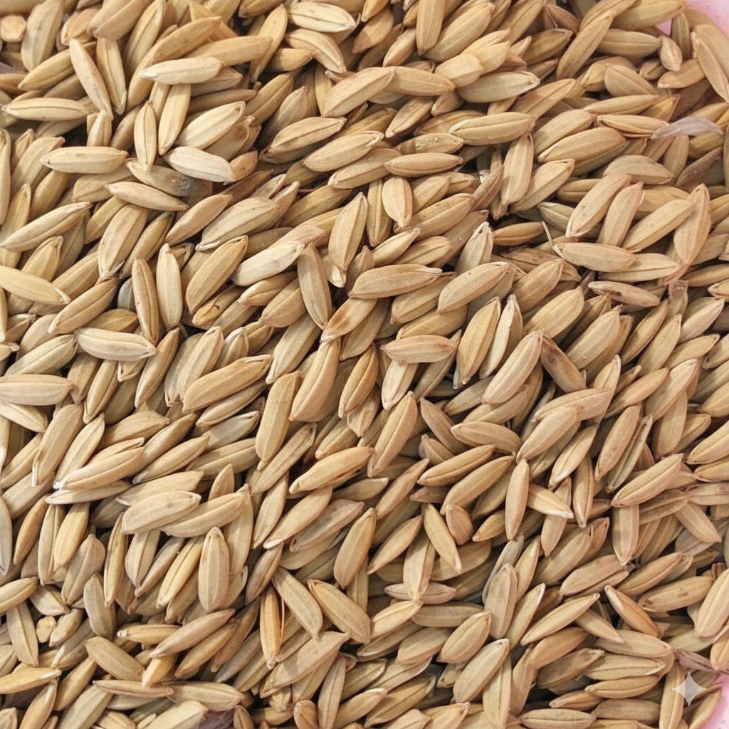 PADI GABAH BERAS MERAH | PADI ASLI CIANJUR UNTUK PAKAN TERNAK