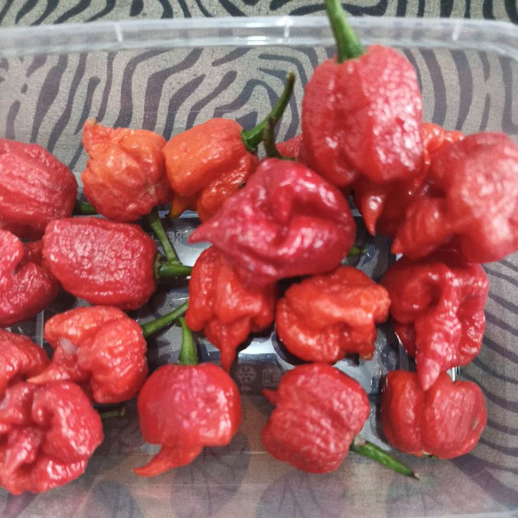 Cabe Carolina Reaper
