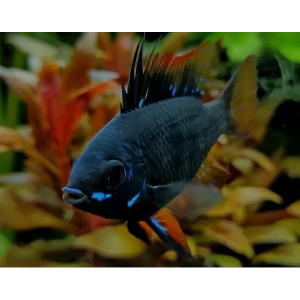Ikan Hias Ramirezi Black Knight Ramirazy Pair Proven Siap Breed