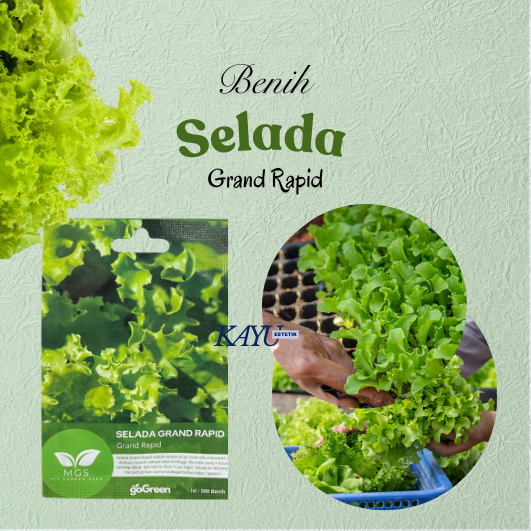Benih Selada/Benih Selada Grand Rapid/Benih Murah