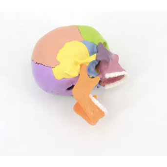 15PCS/SET 4D Disassembled Color Mini Skull Anatomy Model Human Anatomy Skull Puzzle Medical Teaching
