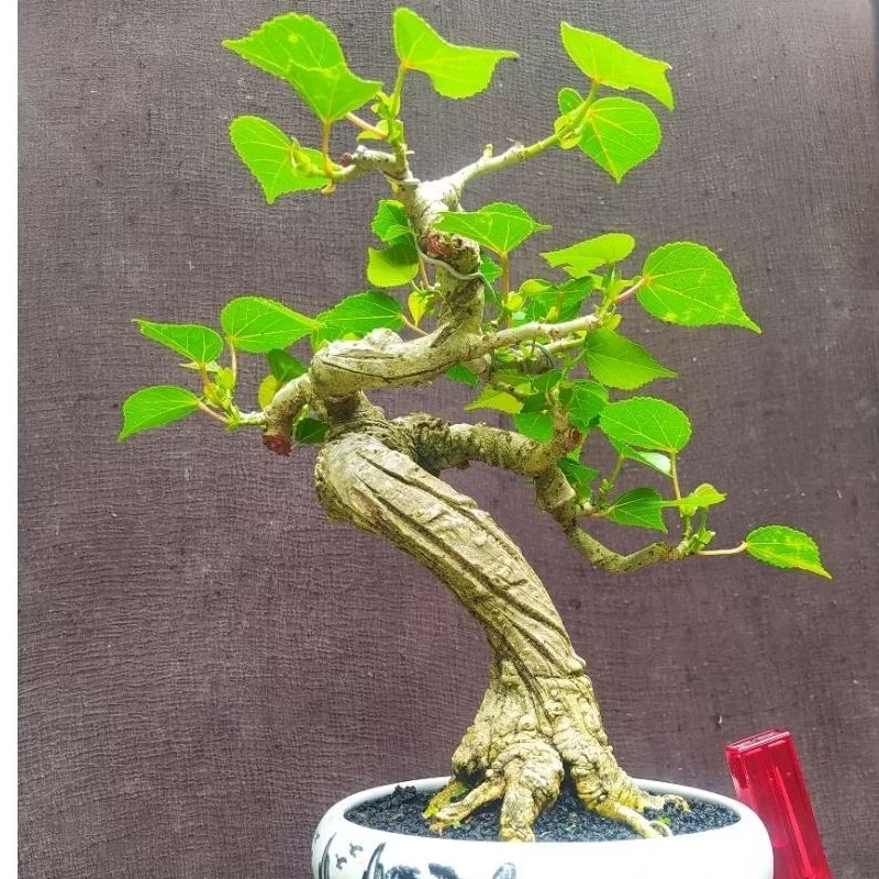 bonsai waru india program mame cakep realpic + pot keramik