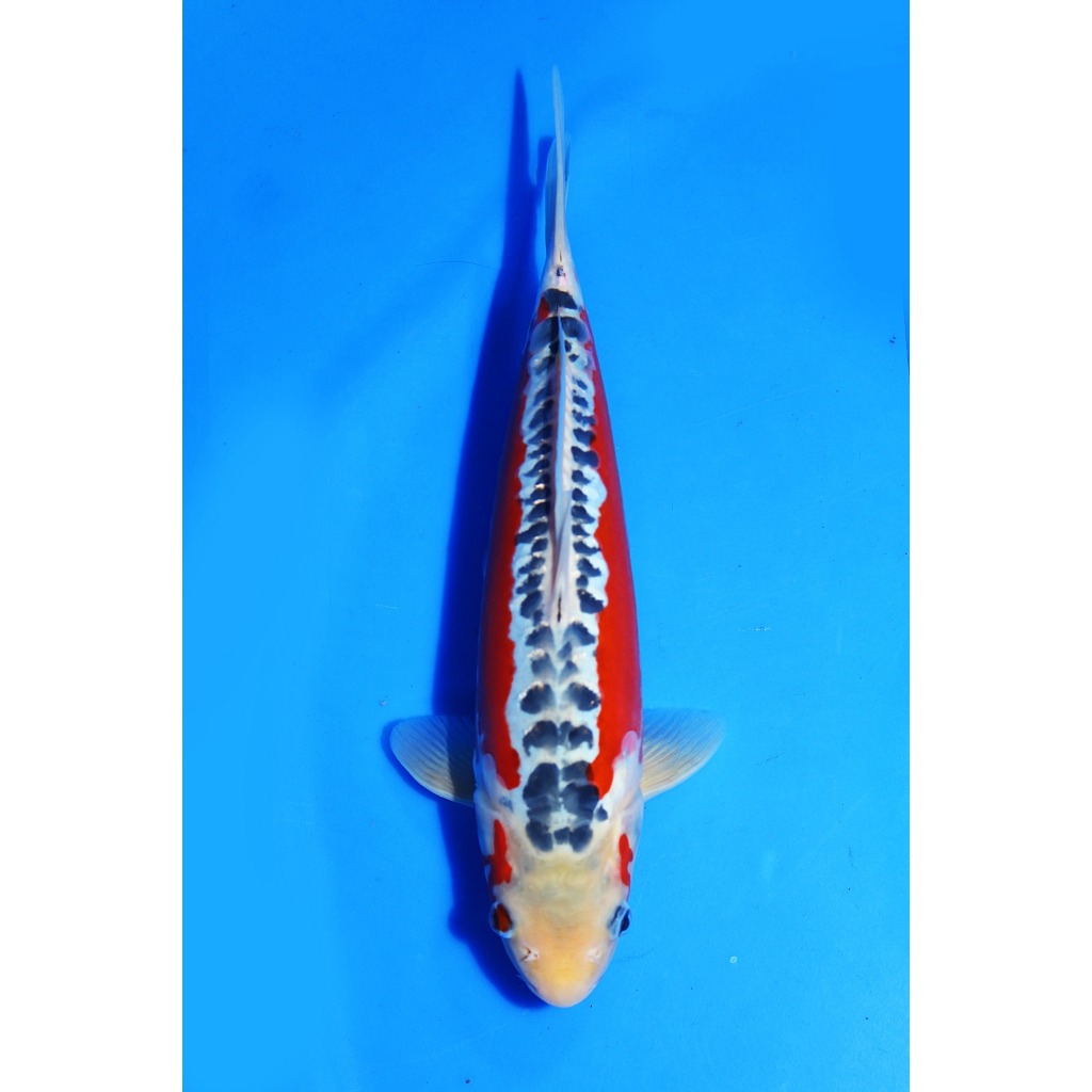 TKC Koi Import Shusui Kawakami Koi Farm Size 31 cm - Tropikal Koi