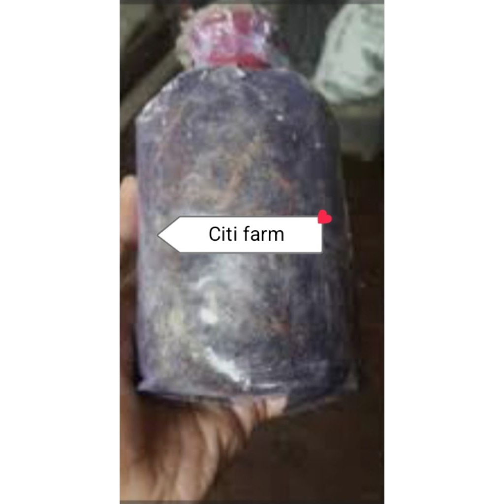 Bibit Jamur Merang untuk pemula