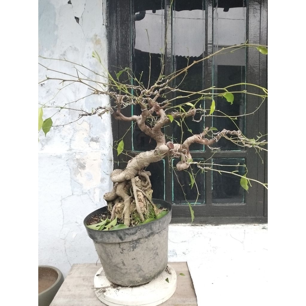 bonsai beringin Benjamin on the rock