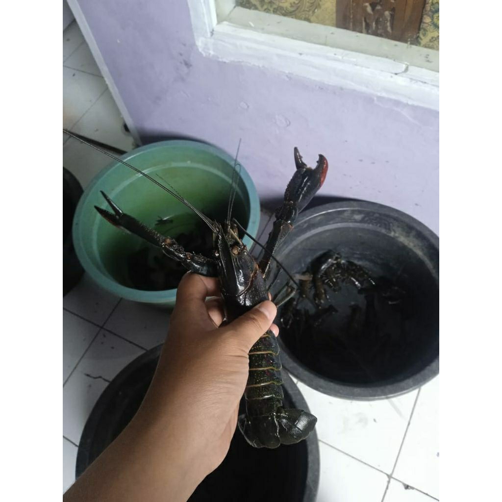 bibit benih lobster air tawar red claw super