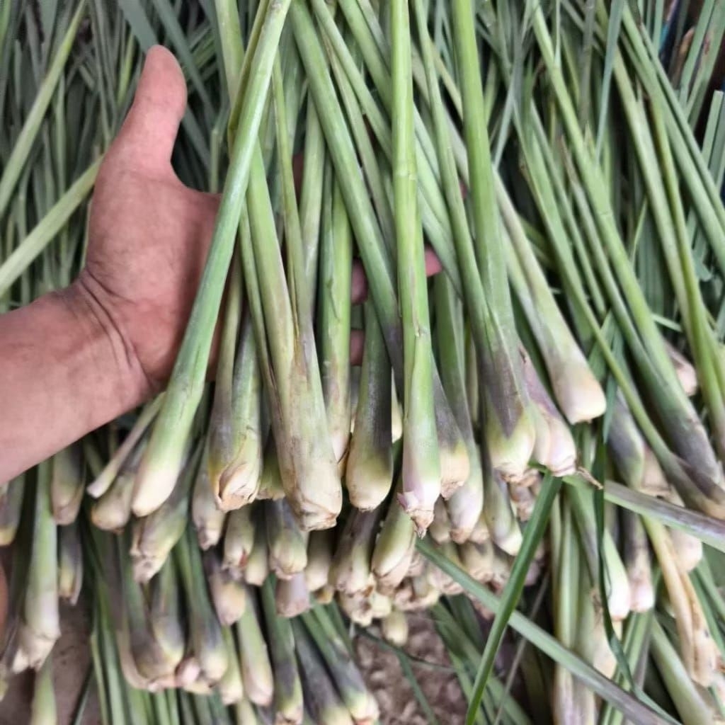 500gr sereh / lemongrass segar, sereh gajah, sereh bumbu, sereh herbal