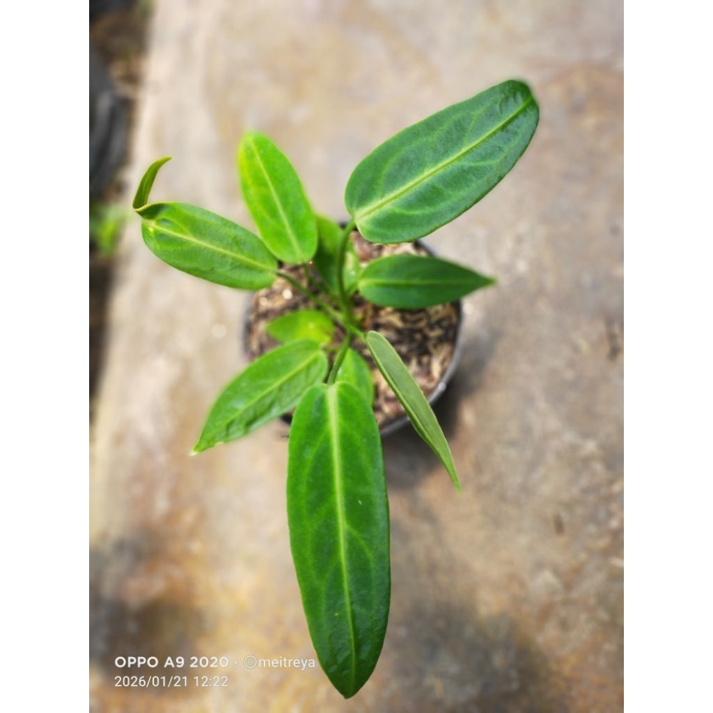 anturium.waroqueanum.lidah.gajah