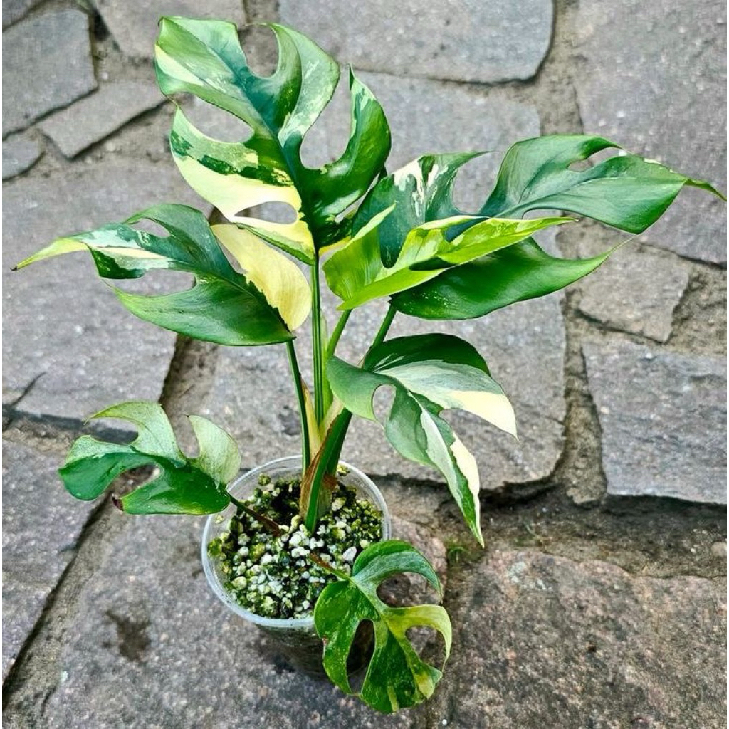 Tanaman Hias Monstera Rhapidopora Tetrasperma Variegata