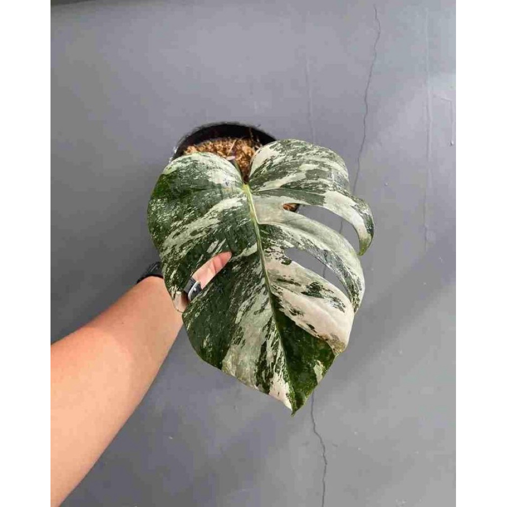 Tanaman Hias Monstera Variegata 1 daun pancing