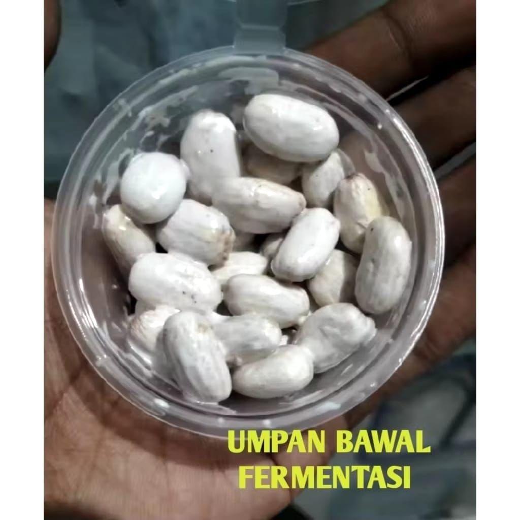biji jarak fermentasi umpan ikan bawal
