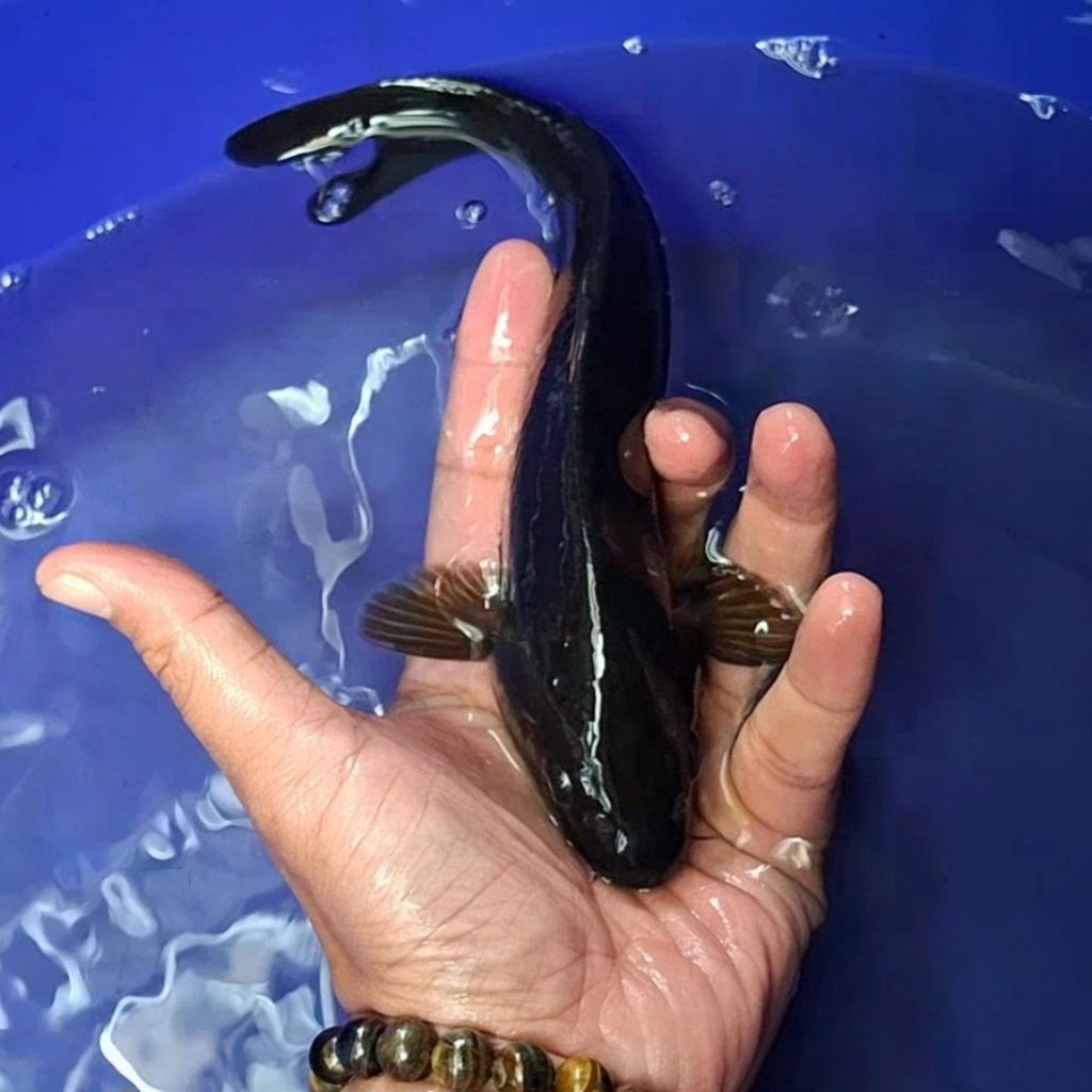 Ikan Koi Blitar Jenis Chagoi / Rumah Koi Jakarta / kode 007