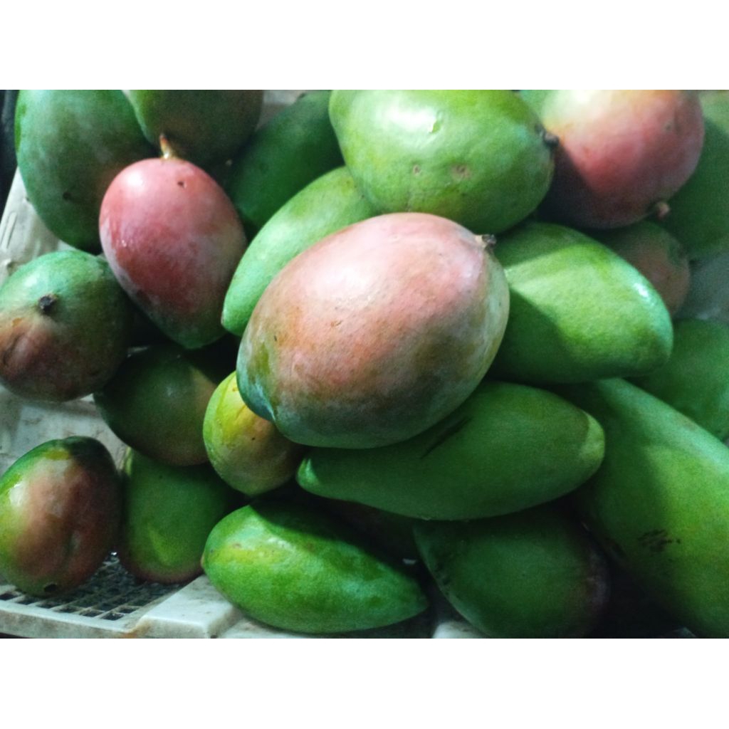Mangga Muda pencit mentah segar