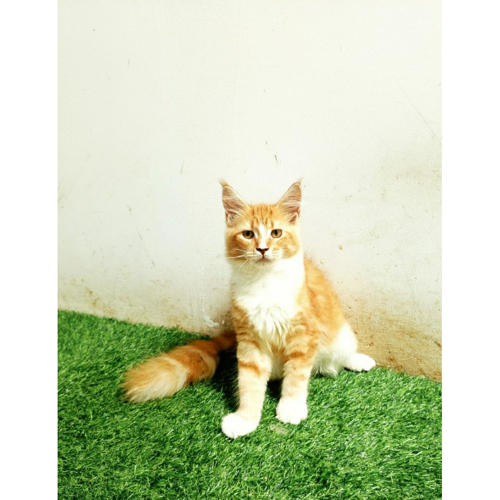 Kitten MaineCoon Betina Pure Bkn mix. induk ped Cfa Maine Coon