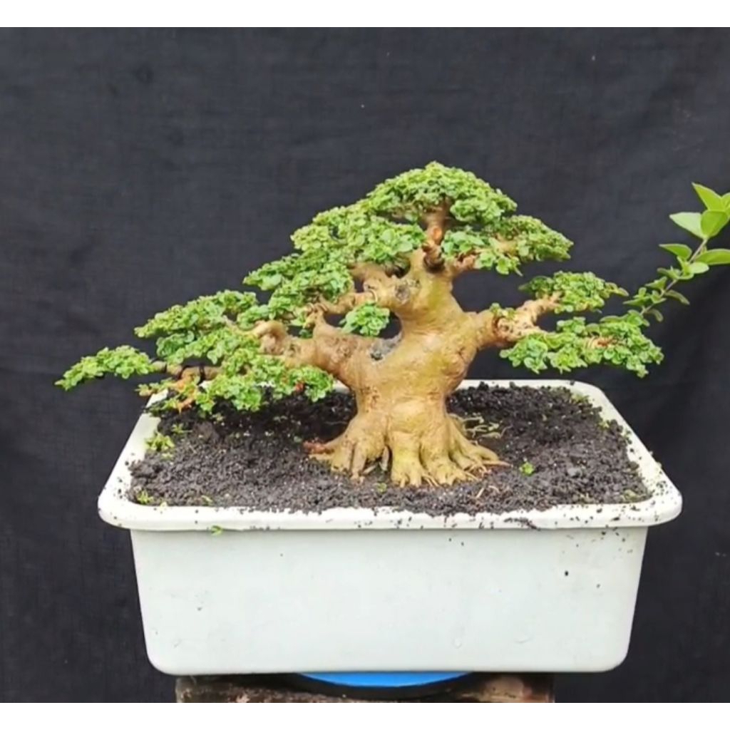 bonsai Sancang siap pajang siap kontes 2026 terbaru sesuai foto dan vidio