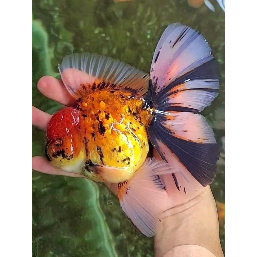ikan koki oranda tiger size 12cm - jumbo