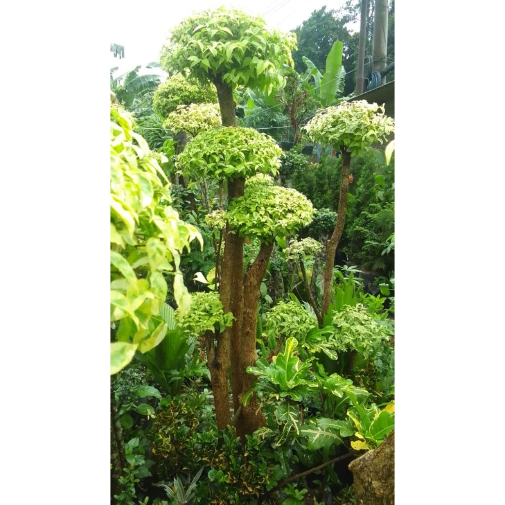 bonsai anting putri 4susun rimbun tinggi 1,5meter