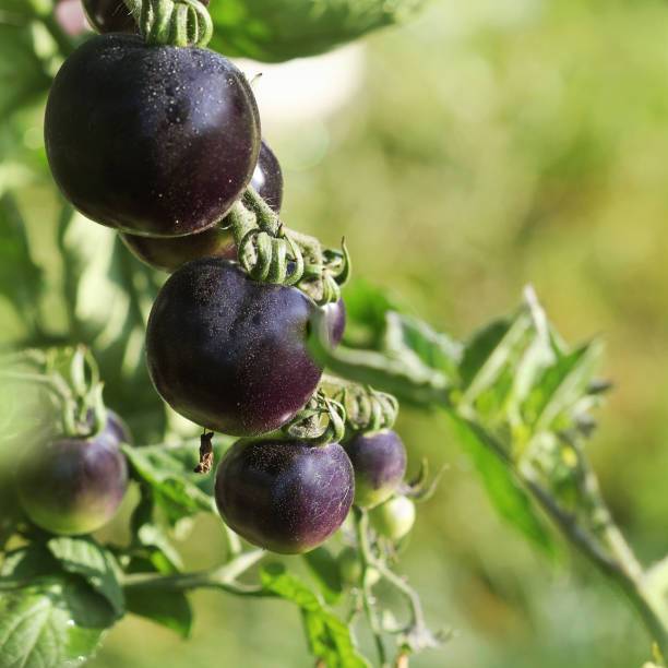 TABUR BENIH TOMAT HITAM