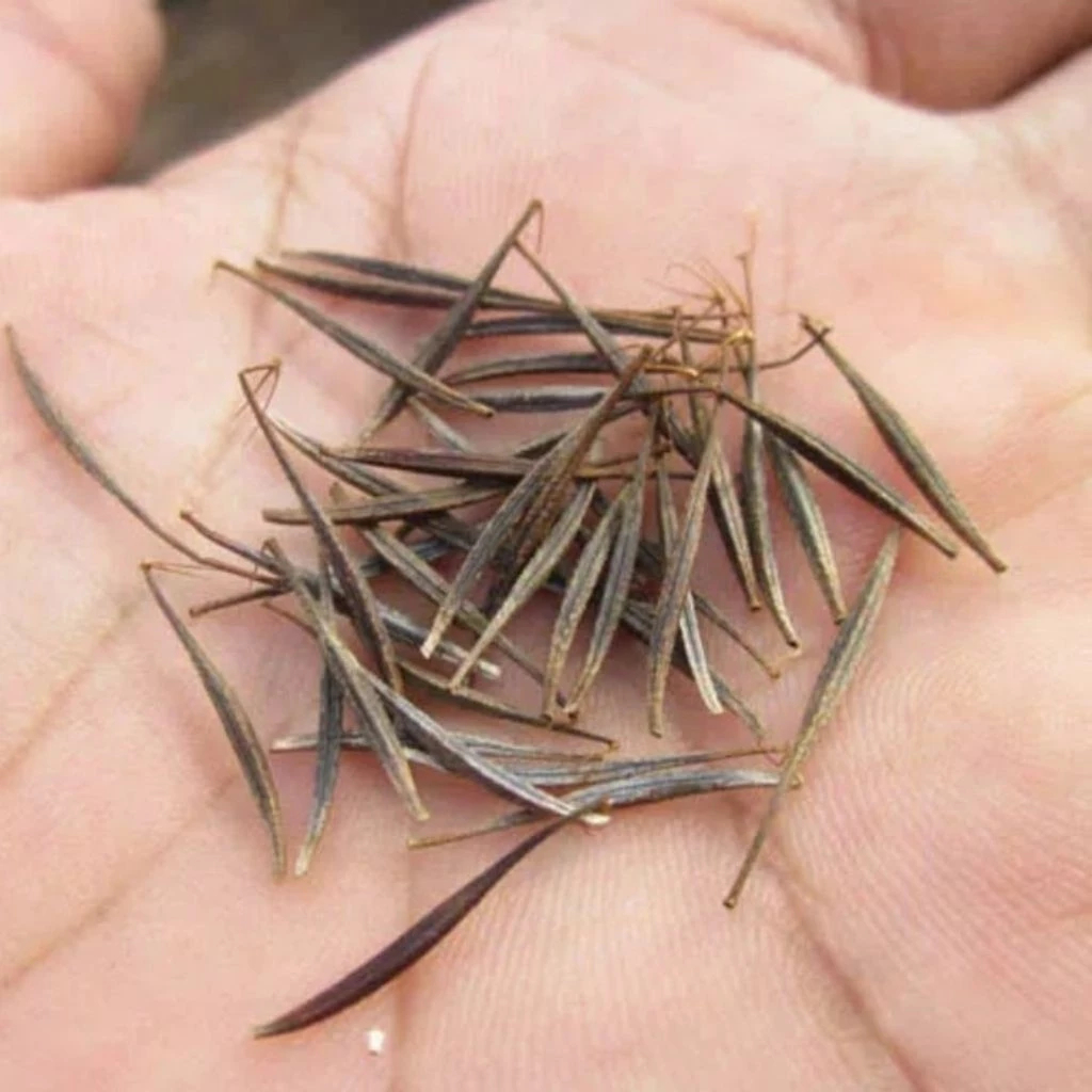 Benih Tanaman Kenikir/ Sayur Kenikir Lalap