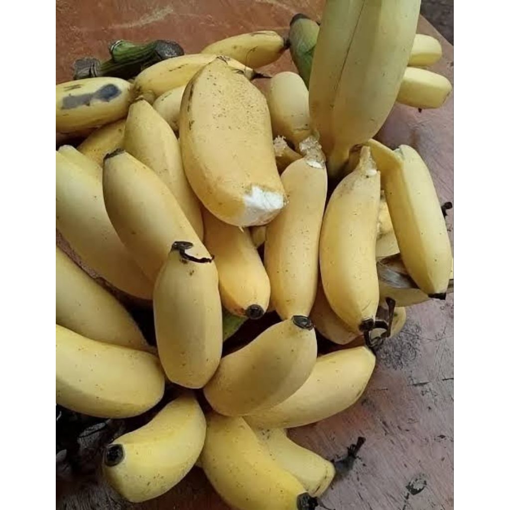 Pisang Raja Susu