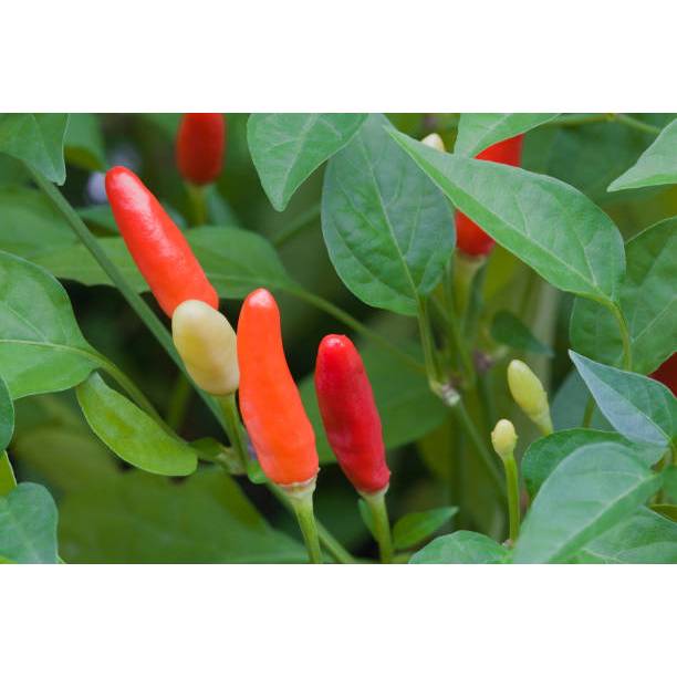 TABUR BENIH RAWIT VIRAL