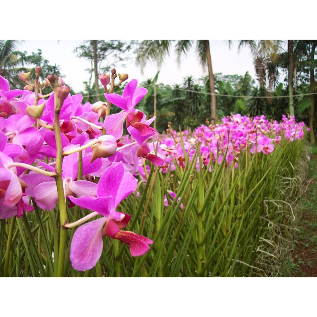 Anggrek vanda douglas