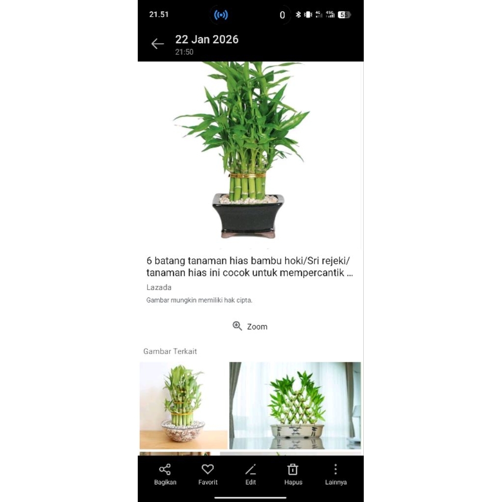 TANAMAN BAMBU HOKI HIAS /Tingkai