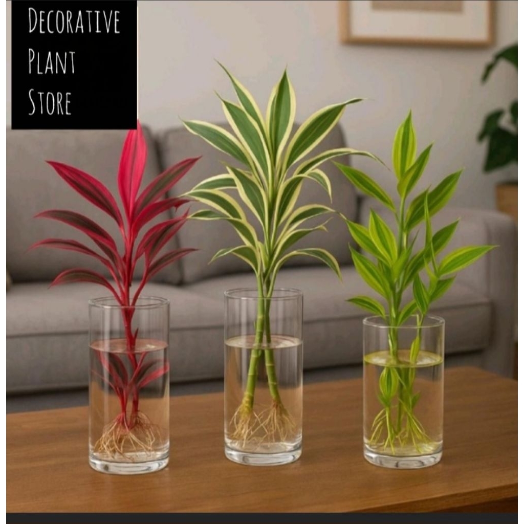 PROMO paket 3 tanaman bambu hoki media air - tanaman bambu hoki merah - tanaman bambu hoki varigata 
